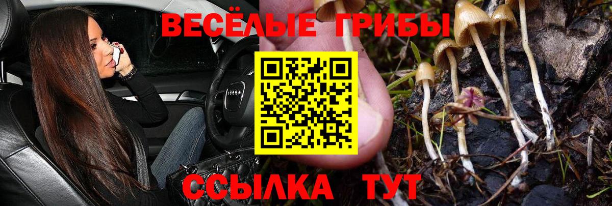 Псилоцибиновые грибы Psilocybine cubensis Горно-Алтайск